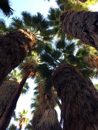 Palm Tree Canopy