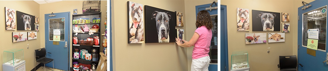 Paws of Hope and Animal Rescue League Shelter and Wildlife Center Portraits